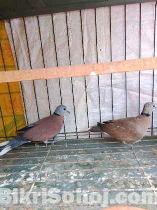 রাজ ঘুঘু সেল হবে